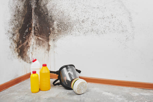 Best Office Mold Removal Services  in Heidelberg, PA