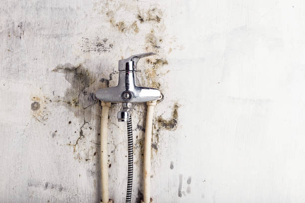Best Mold Removal Near Me  in Heidelberg, PA