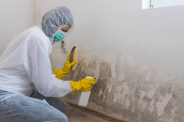 Best Certified Mold Removal  in Heidelberg, PA