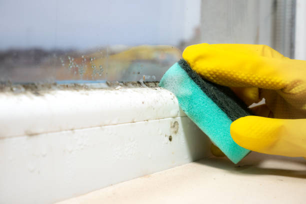 Best Professional Mold Removal  in Heidelberg, PA