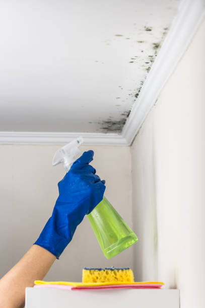 Best Toxic Mold Removal  in Heidelberg, PA